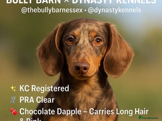 Miniature Dachshund dogs CHOCOLATE AND TAN DAPPLE CARRYING PINK - Advert 5