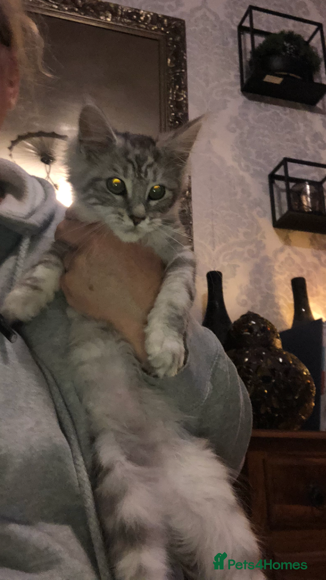 Maine Coon cats for sale: Maine coon kitten Female - Advert 6