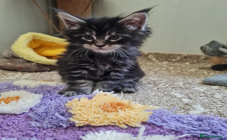 Maine Coon cats - Advert 3