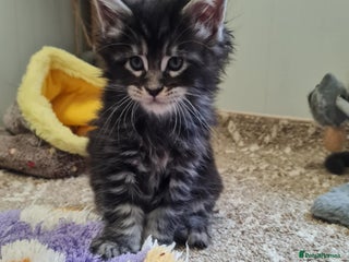 Maine Coon cats - Advert 4