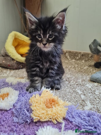 Maine Coon cats - Advert 3