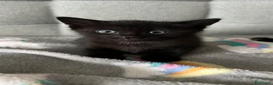 Domestic Shorthair Kitten 1