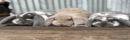 French Lop rabbits for sale: Stunning xl French lops  - Advert 23