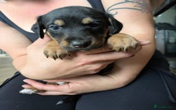 Mixed Breed dogs for sale: Jack, Springer X staffy, lurcher puppies - Image 7