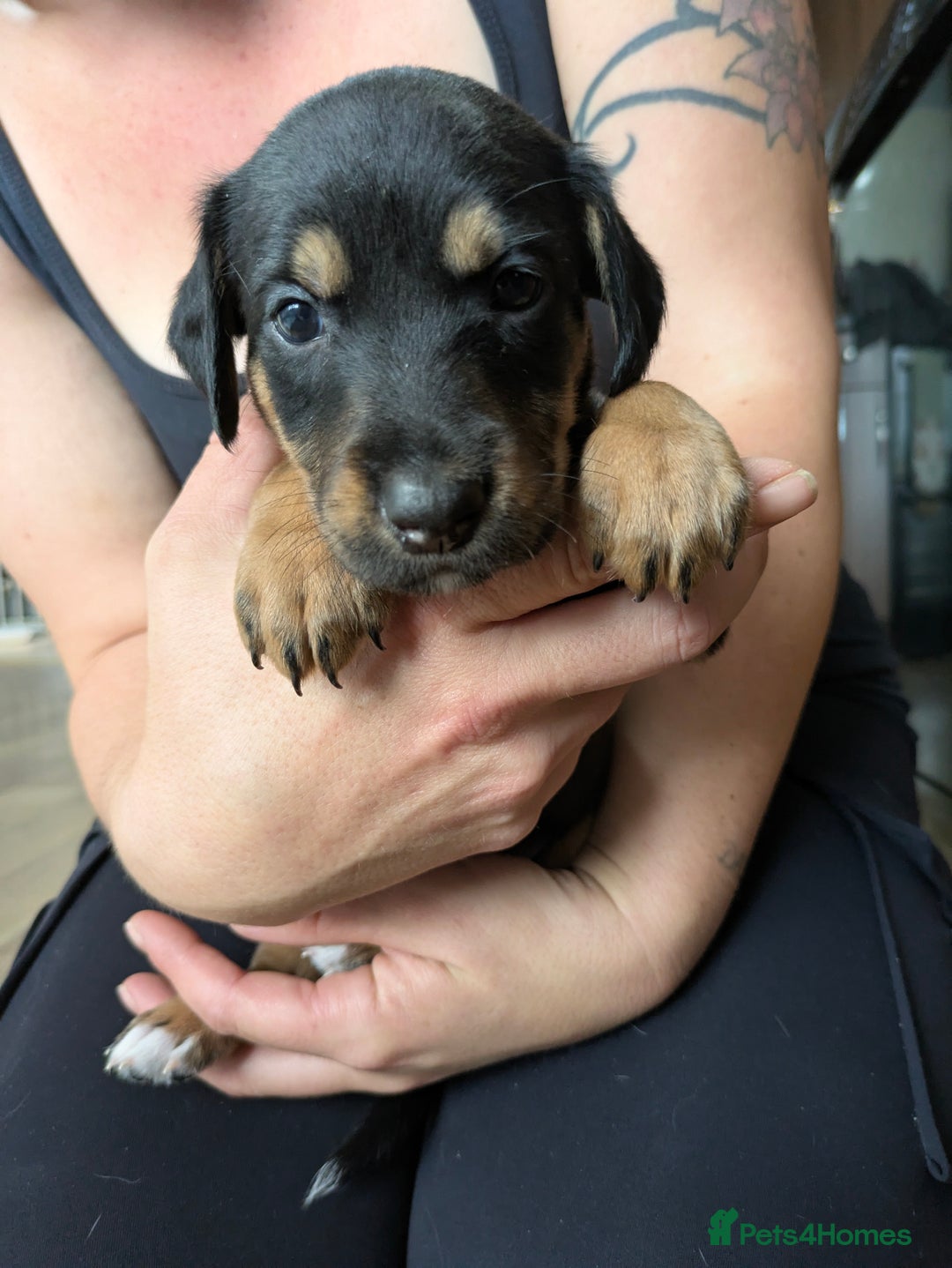 Mixed Breed dogs for sale: Jack, Springer X staffy, lurcher puppies - Image 7