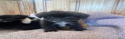 Pomchi dogs for sale: Pomchi in Hull - Advert 2
