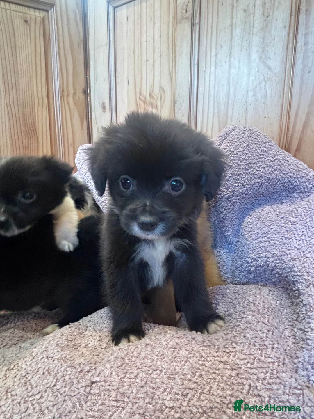 Pomchi dogs for sale: Pomchi in Hull - Advert 2