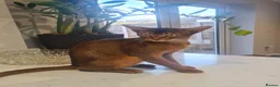 Abyssinian cats for sale: One beautiful Abyssinian boy - Advert 31