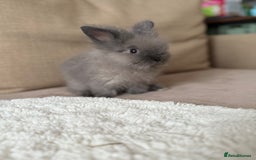 Lionhead rabbits for sale: Lionhead bunnies  - Image 4