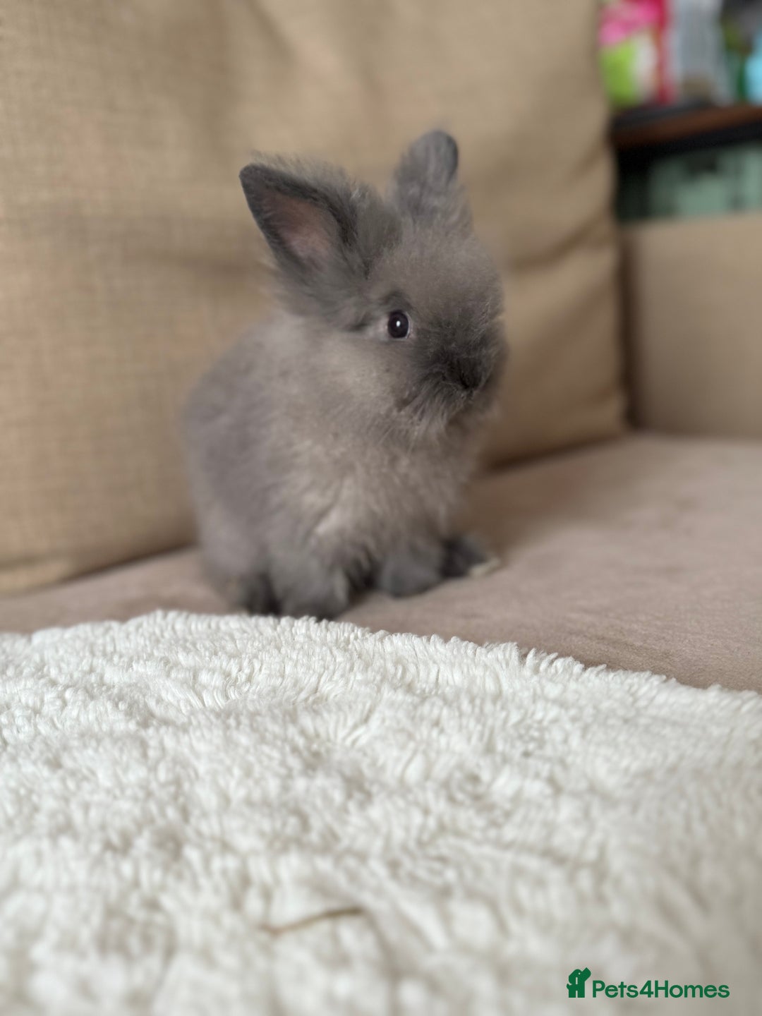 Lionhead rabbits for sale: Lionhead bunnies  - Image 4