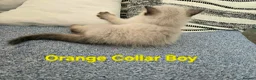 Ragdoll cats for sale: Beautiful ragdolls - Advert 19