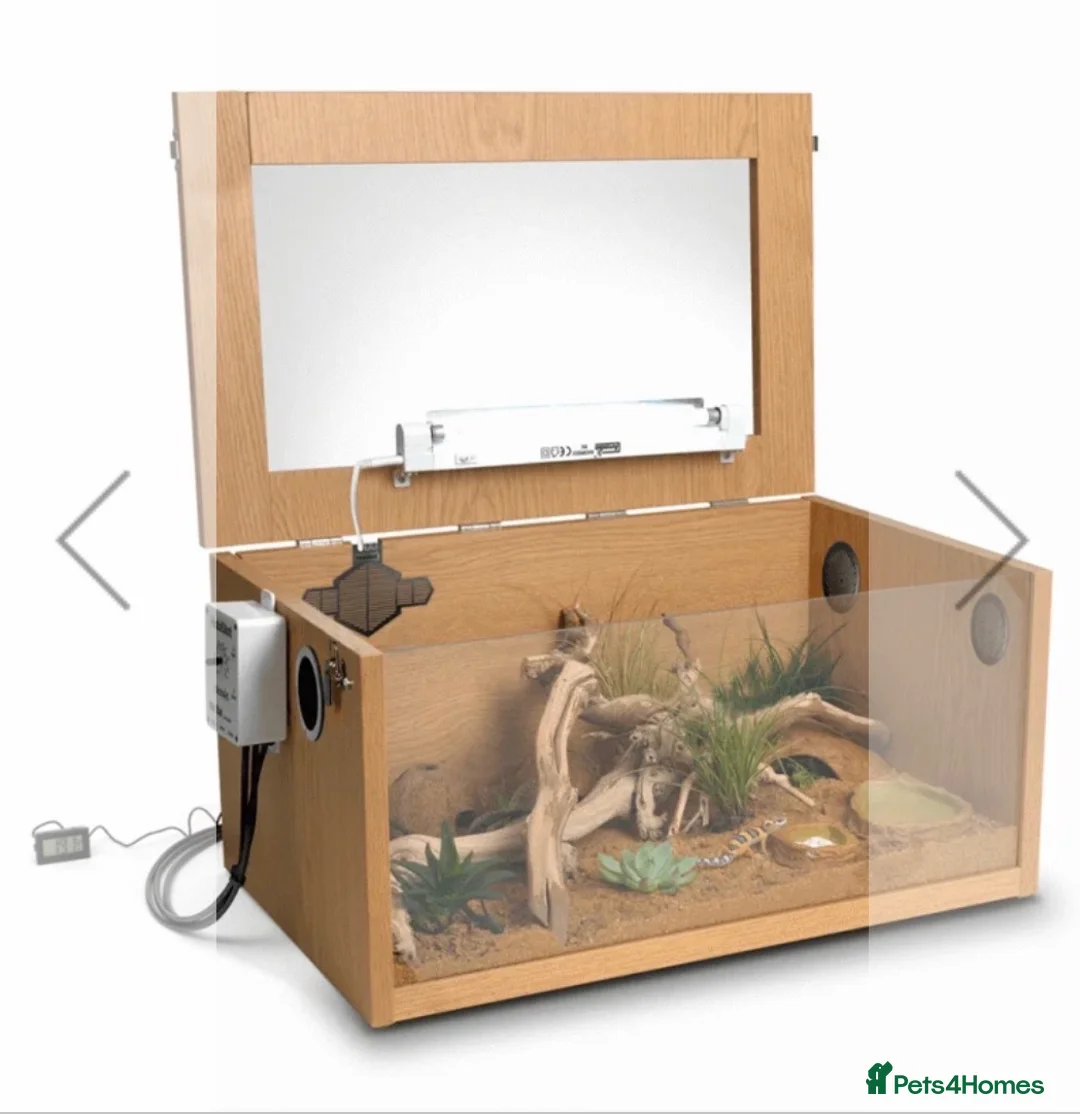Leopard Gecko reptiles for sale: Leopard Gecko Starter Kit Enclosure  in Denbigh - Advert 2