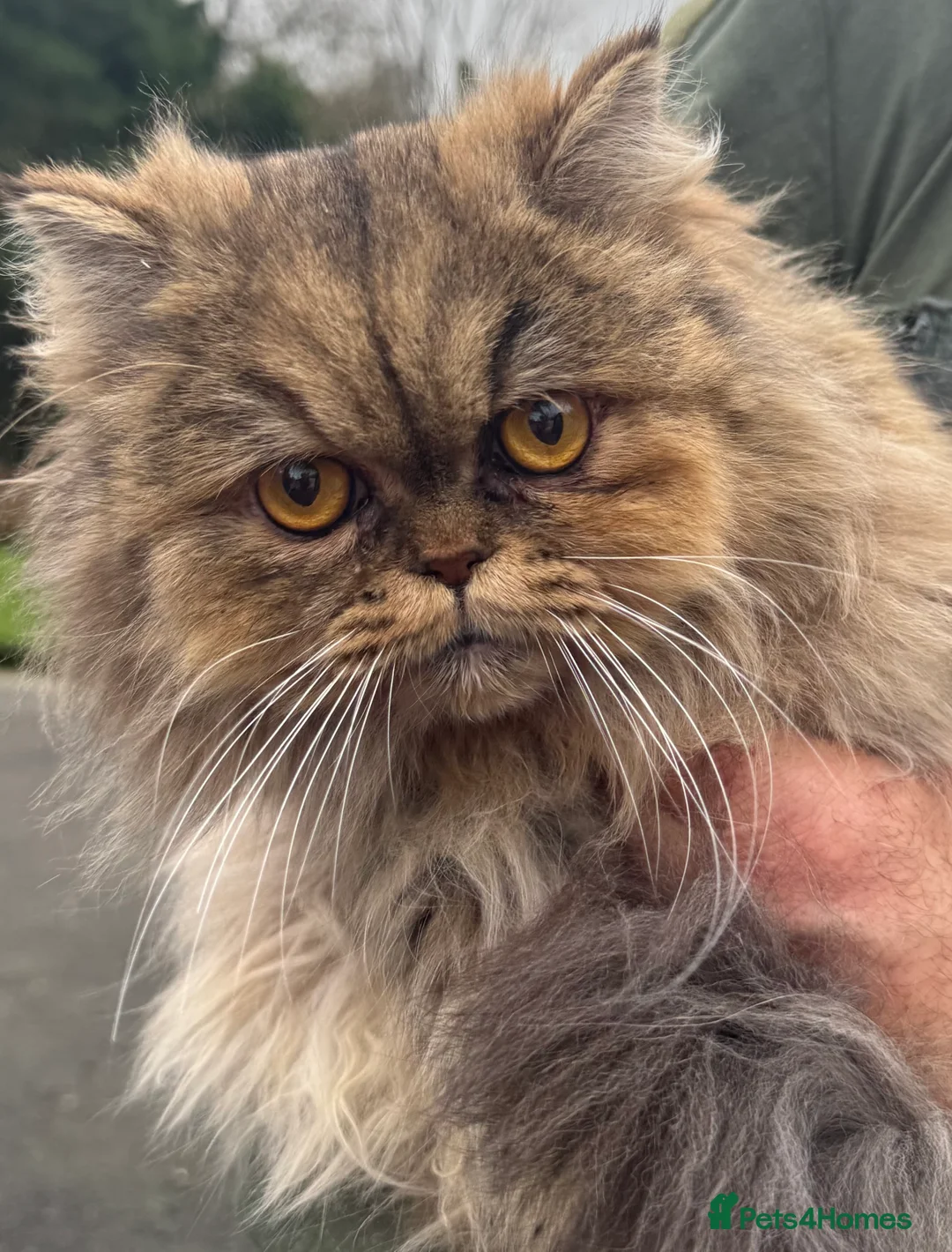 Persian cats for sale: Beautiful young Chinchilla Persian sisters - Advert 2