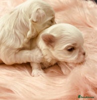 Maltese dogs - Advert 4