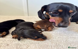 Miniature Dachshund dogs for sale: Mini Dachshund puppies, PRA clear, health tested - Image 1