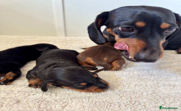 Miniature Dachshund dogs - Advert 12