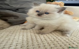 Ragdoll cats for sale: Stunning Bluepoint Ragdoll Kittens for sale - Image 36