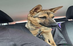Mixed Breed dogs for adoption: KODA - 5 years old, Shepherd Mix, Boy - Image 6