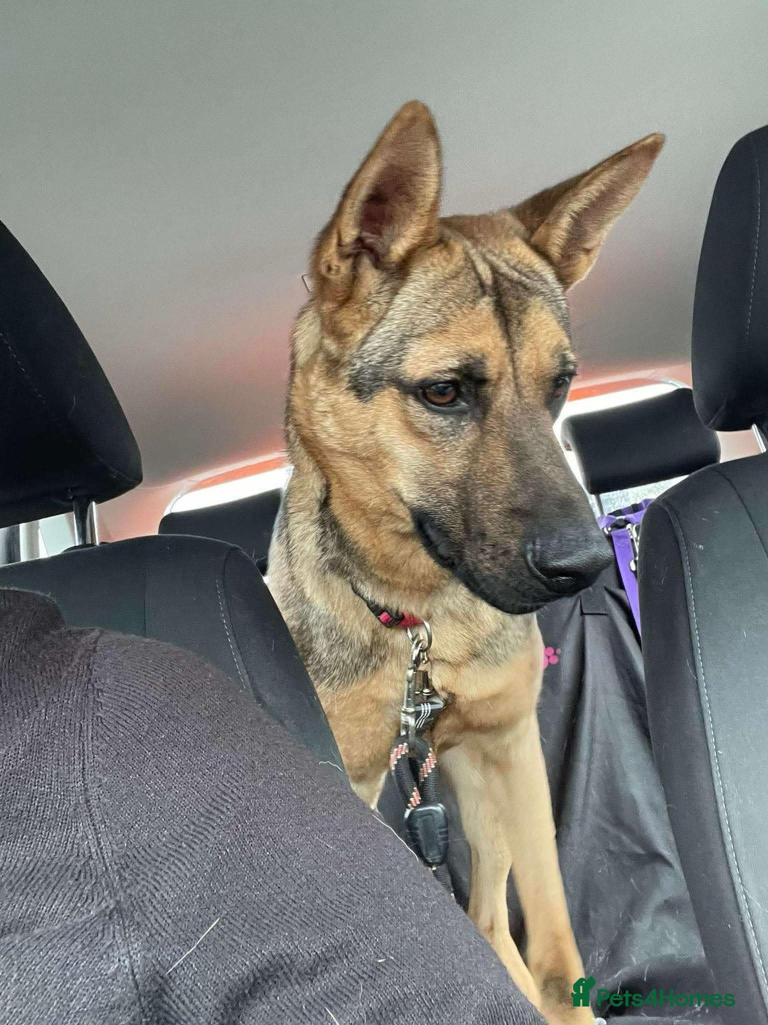 Mixed Breed dogs for adoption: KODA - 5 years old, Shepherd Mix, Boy - Image 6