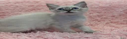Ragdoll cats for sale: 2 Lynx ragdoll kittens ready to go NOW - Advert 14