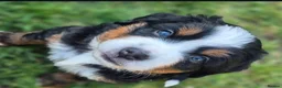 Bernese Mountain Dog dogs for sale: Well Trained Home  Bernese Mountain Pups  in Reading - Advert 9