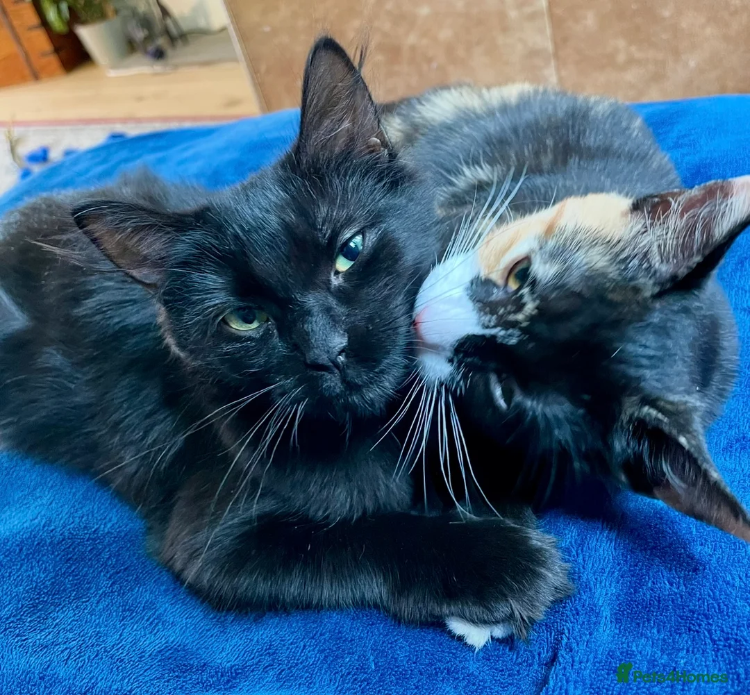 Mixed Breed cats for sale: Bonded Sisters Looking for a Loving Home in Liphook - Advert 1