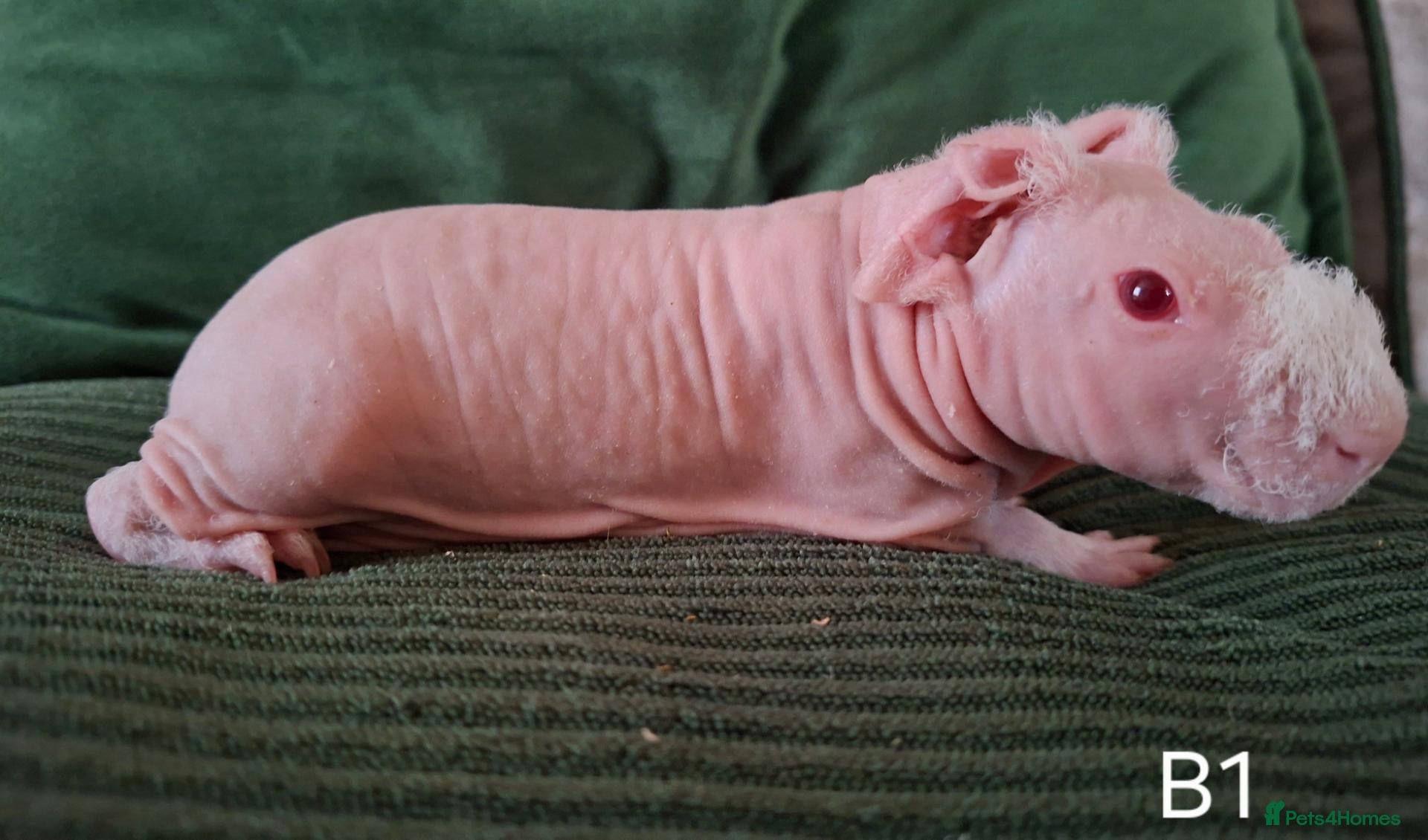 Guinea Pig rodents Skinny Pigs - Advert 1