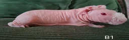 Guinea Pig rodents for sale: Skinny Pigs - Advert 1