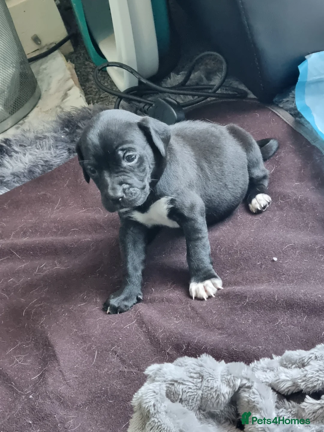 Mixed Breed dogs for sale: 3 xx Stunning Girls Left Staffador Puppies  - Advert 23