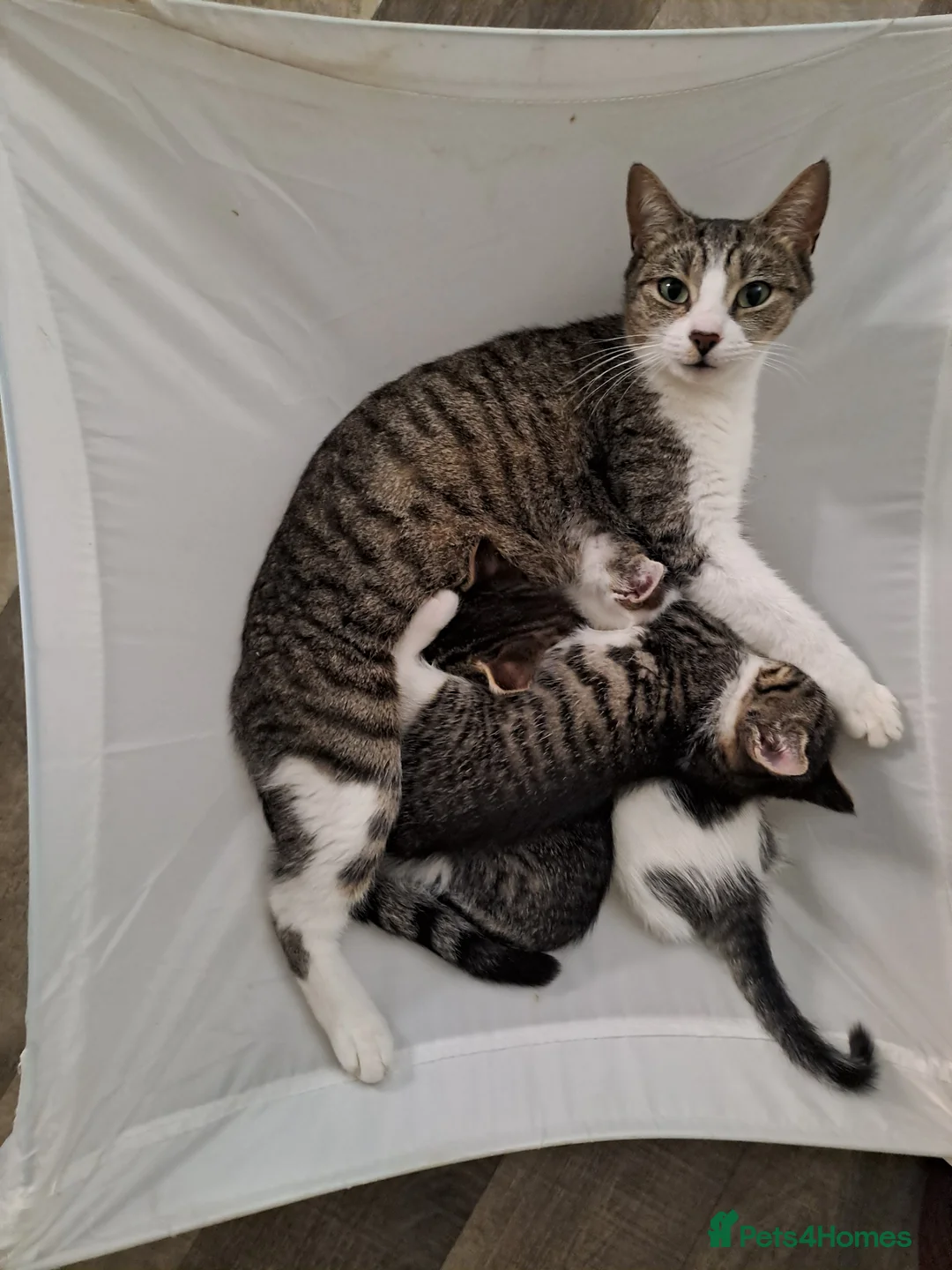 Mixed Breed cats for sale: Kittens x 2 - Advert 5