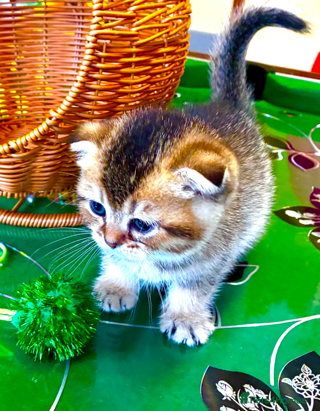 Scottish Fold cats for sale: 5 Scottish Fold Kittens for sale - Advert 11