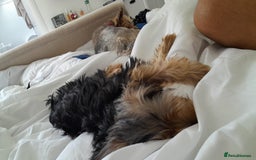 Yorkshire Terrier dogs for sale: Beautiful natured Yorkshire Terrier - Image 11