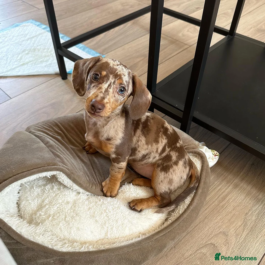 Miniature Dachshund dogs for sale: Beautiful Miniature Dachshund puppy Bella - Advert 3
