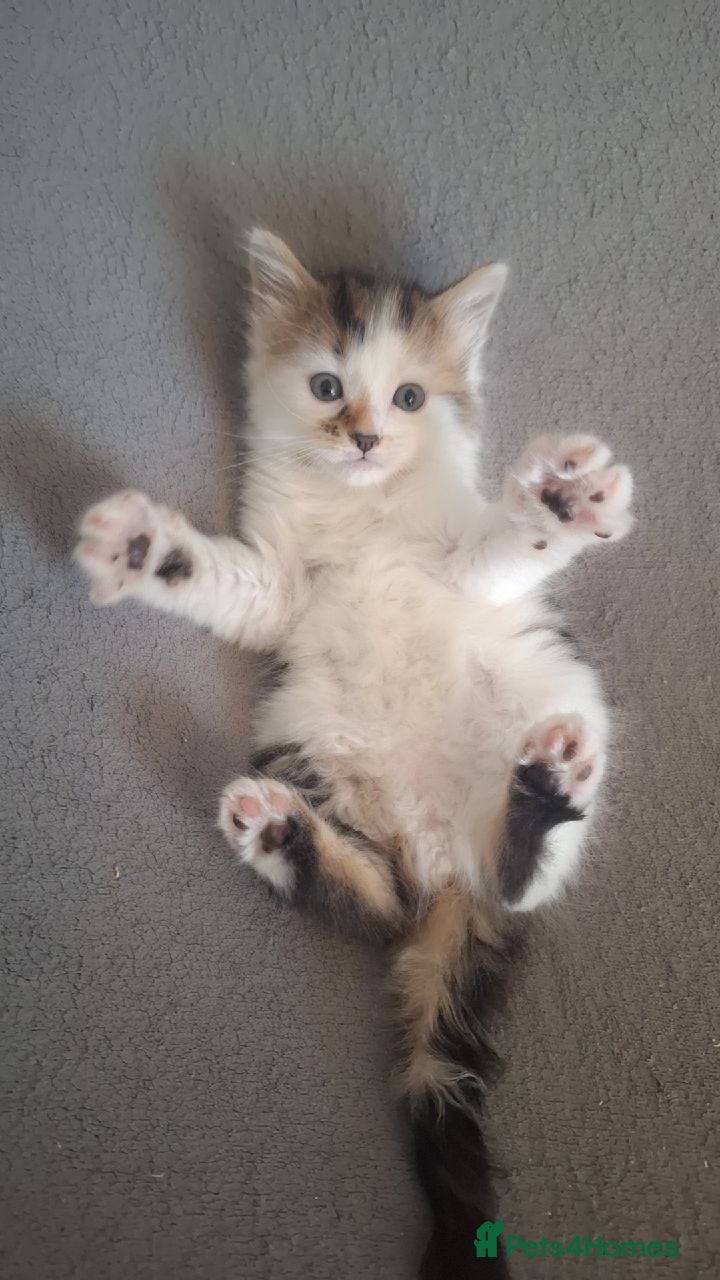 Mixed Breed cats Fluffy kittens  - Advert 1