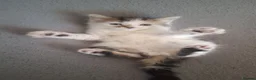 Mixed Breed cats for sale: Fluffy kittens  - Advert 1