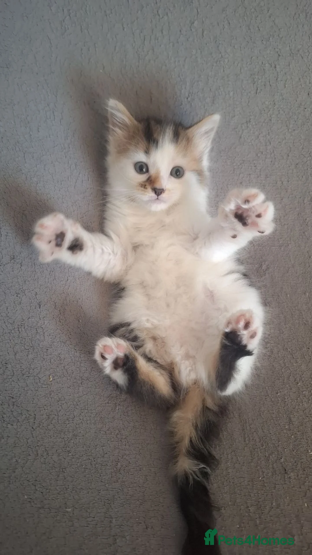 Mixed Breed cats for sale: Fluffy kittens  - Advert 1