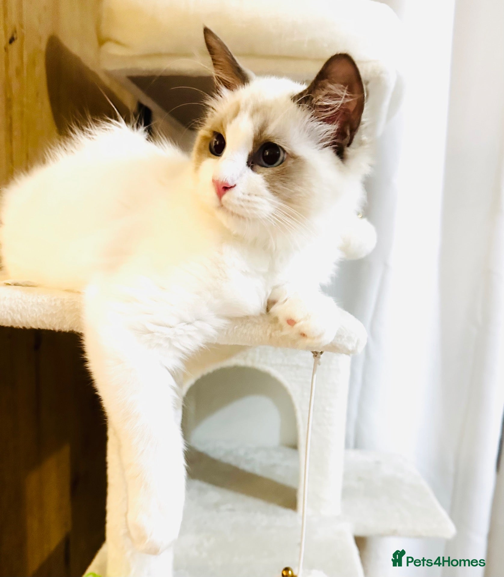 Ragdoll cats GCCF registered Ragdolls - Advert 2