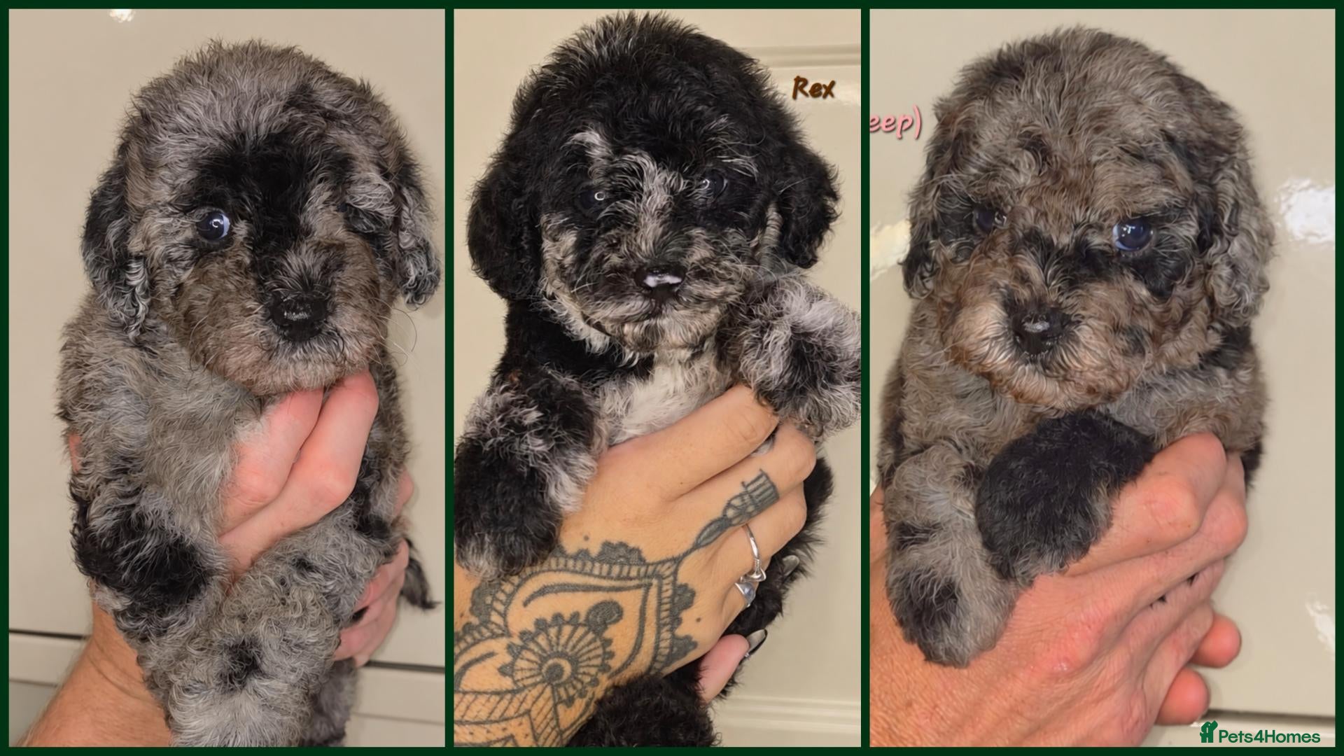 Labradoodle dogs Unique Multigen🧸 Merle&Tan Teddybear Labradoodles - Advert 1
