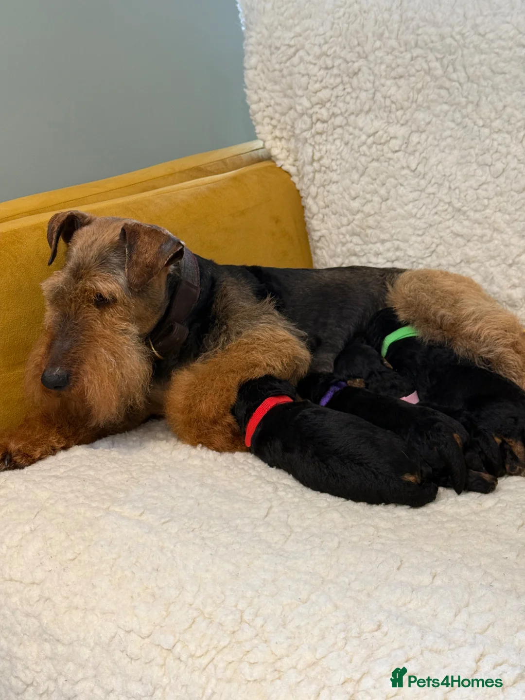Welsh Terrier dogs for sale: Beautiful Welsh terrier puppies  - Advert 33