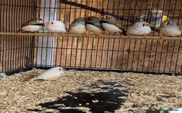 Finches birds for sale: Zebra finches male and female,male diamond dove - Image 1