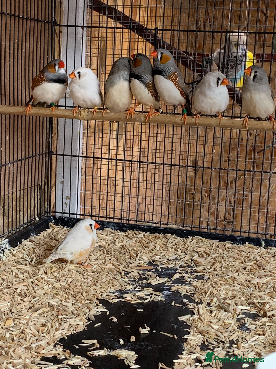 Finches birds for sale: Zebra finches male and female,male diamond dove - Image 1