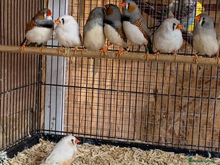 Finches birds for sale - Advert 1