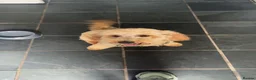 Cavapoo dogs for sale: 3 year old cavapoo  in Neston - Advert 3