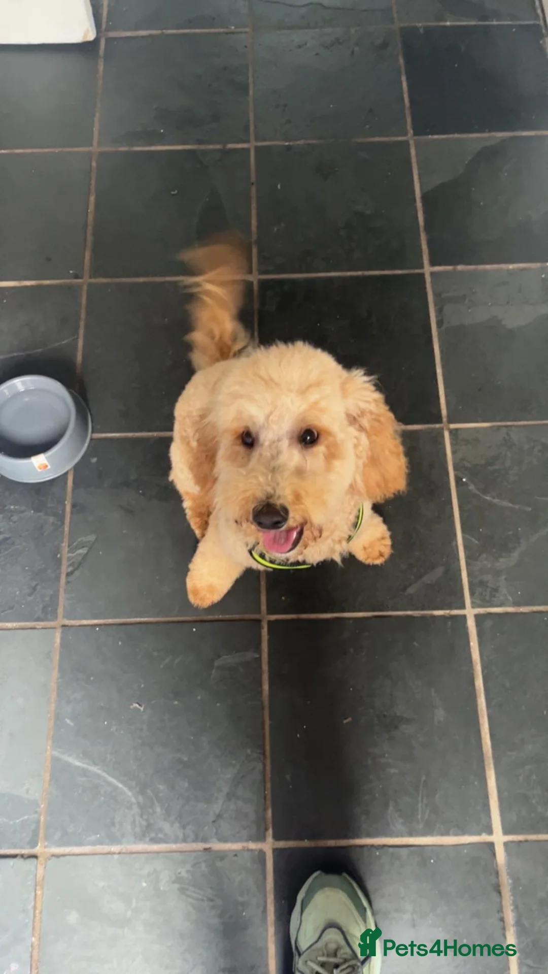 Cavapoo dogs for sale: 3 year old cavapoo  in Neston - Advert 3