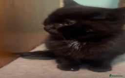 Mixed Breed cats for adoption: Tiny abandoned kitten needs a forever home - Advert 2