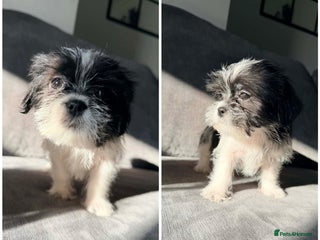 Zuchon dogs Bichon x Westie x Shih zu - Advert 14