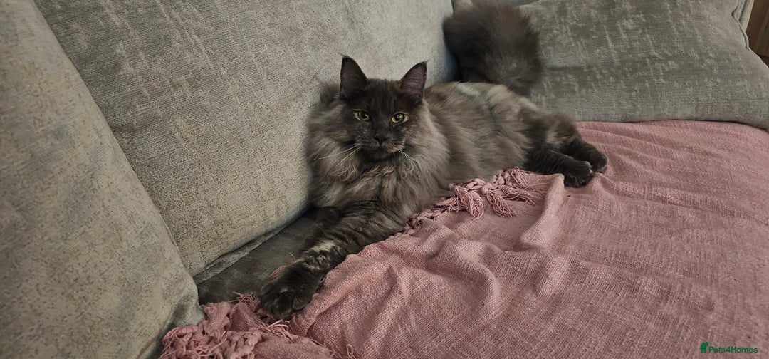 Maine Coon cats for sale:  maincoon  - Advert 2