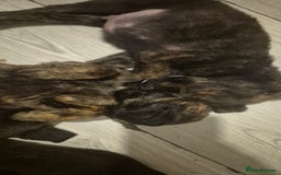 Mixed Breed dogs for sale: Mastiff x Rottweiler  - Image 25