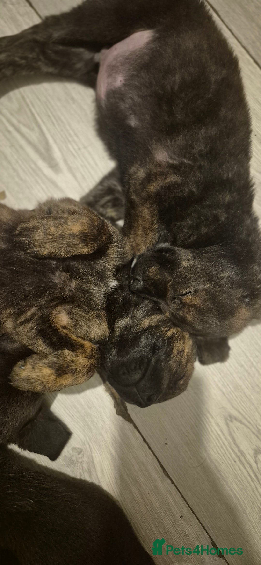 Mixed Breed dogs for sale: Mastiff x Rottweiler  - Image 25