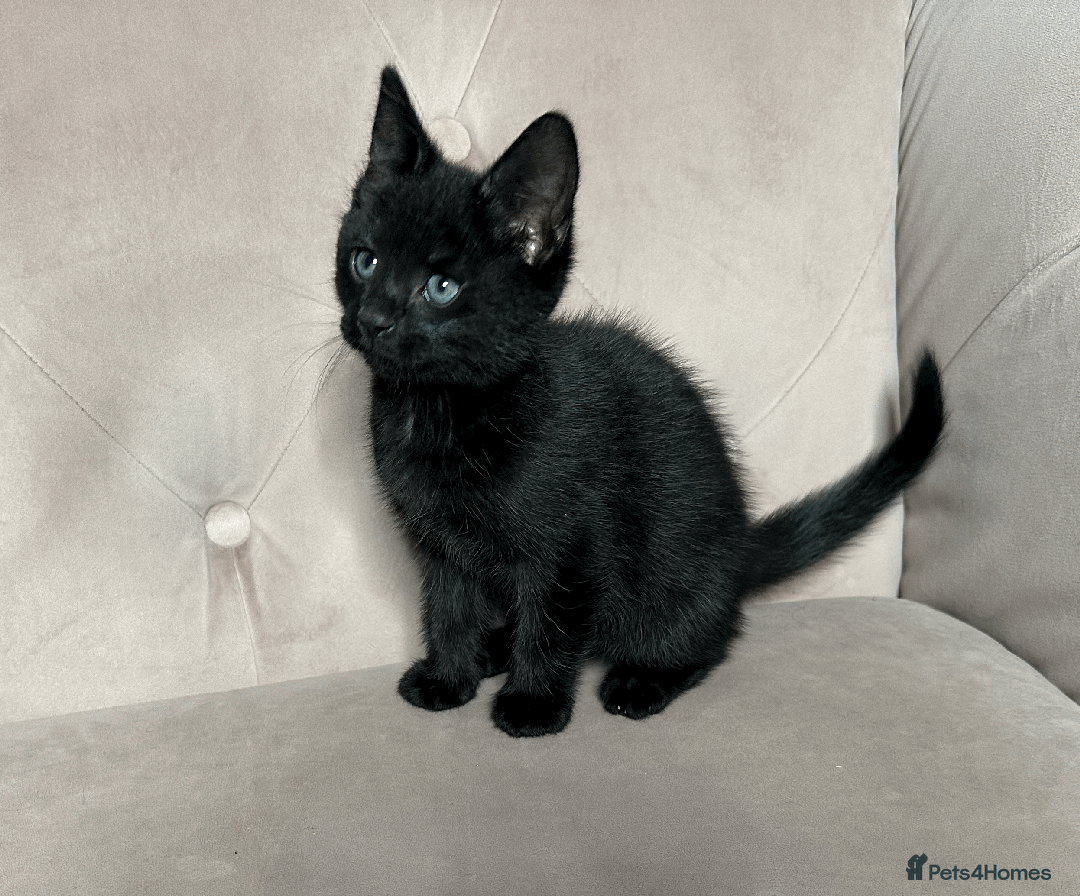 Mixed Breed cats for sale: Half Siberian Kittens, One boy left - Advert 5